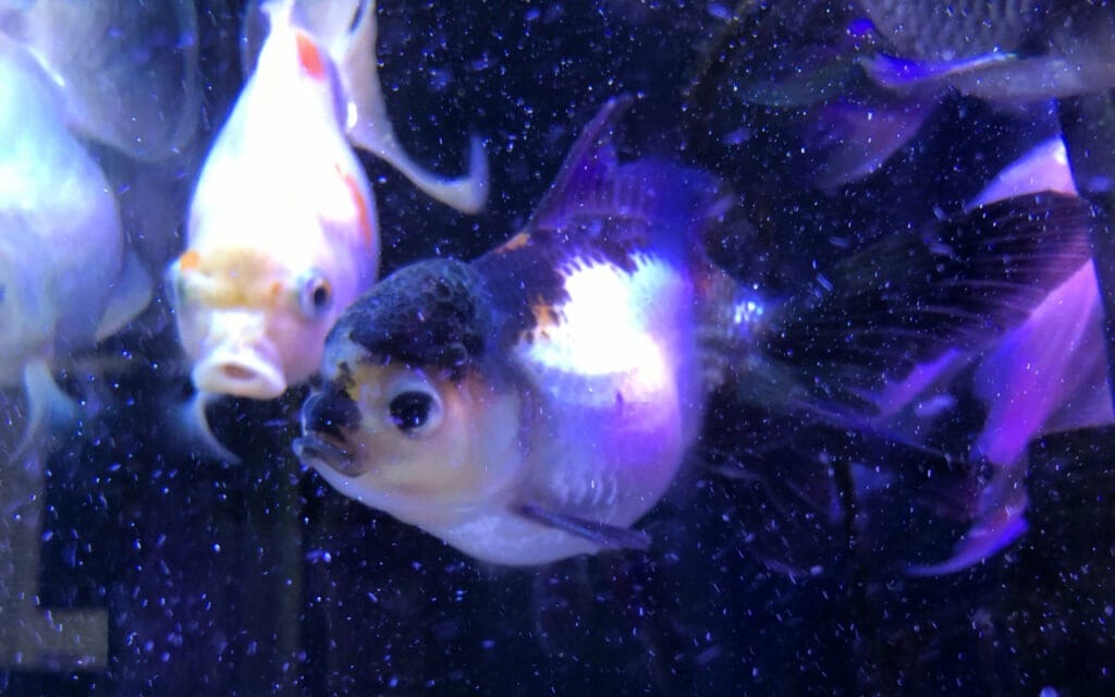Kinguio Oranda
