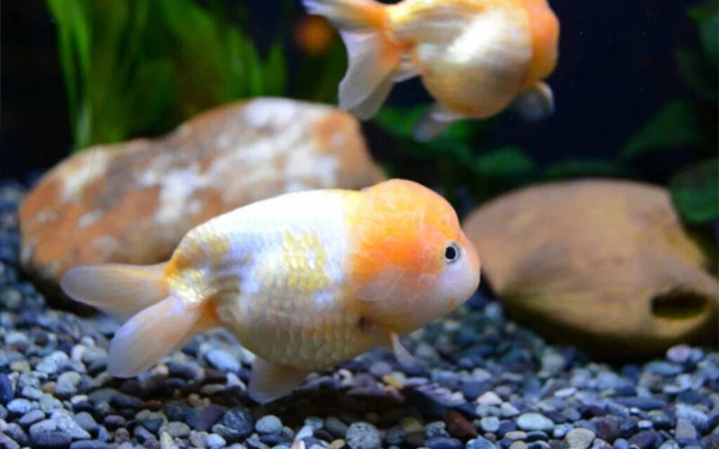 Kinguio Ranchu