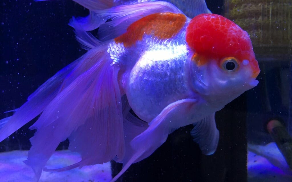 Kinguio Veiltail