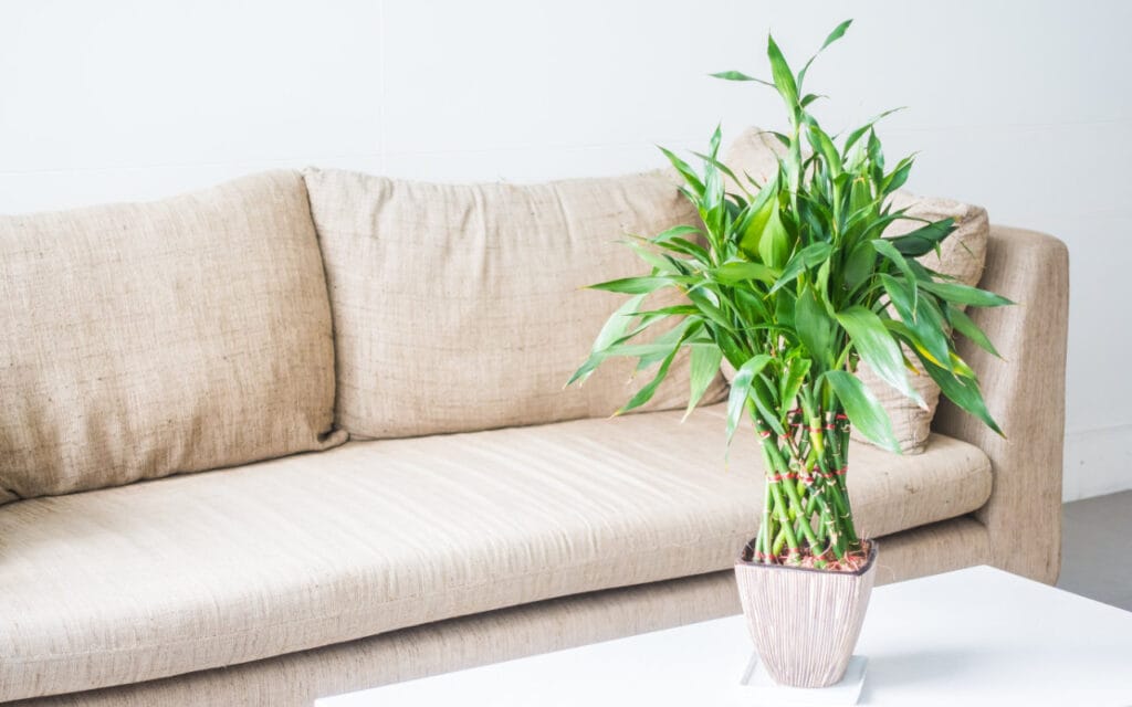 Bambu da Sorte (Dracaena sanderiana) (Freepik)