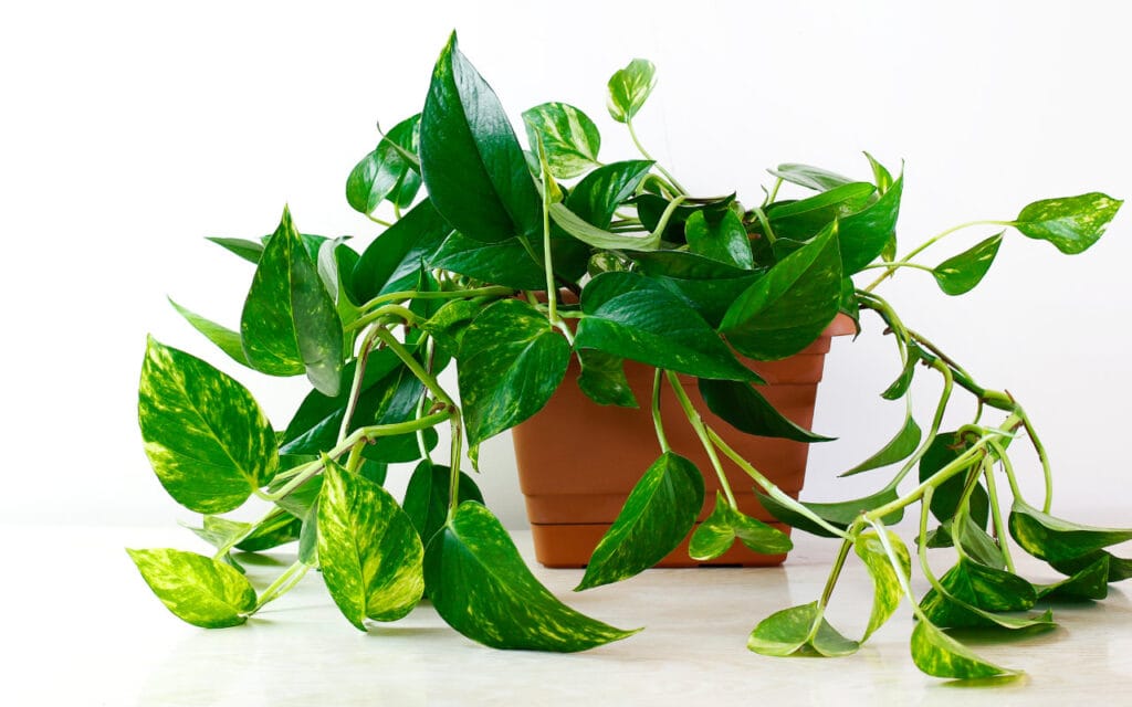 Jiboia Verde (Epipremnum aureum) (Freepik)