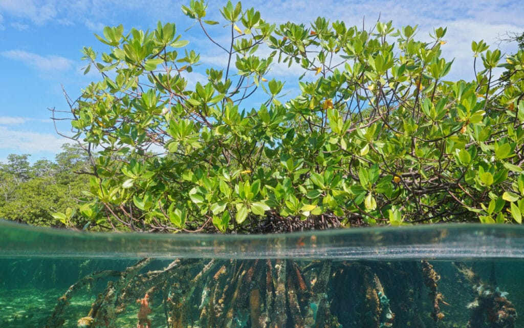 Mangue Vermelho (Rhizophora mangle) (Shutterstock)