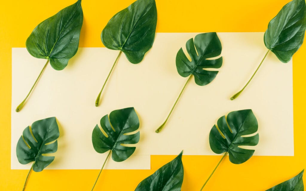 Philodendron (Freepik)