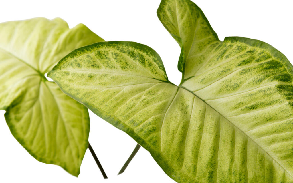 Syngonium (Freepik)